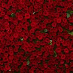 Секреты успешного розария — эффективные приемы выращивания и ухода за розами, которые помогут вам создать волшебный сад
